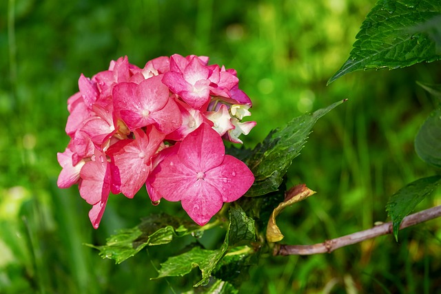 Hvordan du forvandler din hortensia til et farverigt festfyrværkeri