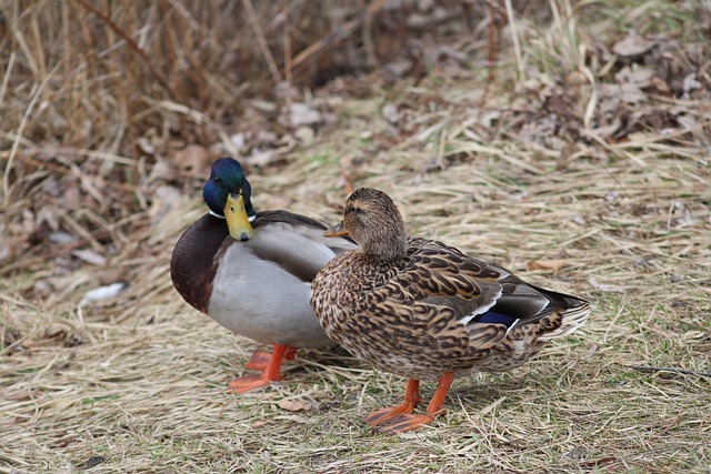 Hjælpemidler og apps: Moderne løsninger til krydsordsentusiaster